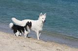 BERGER BLANC & SHETLAND 018